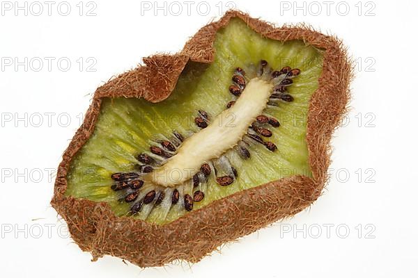 Dried kiwi slice,