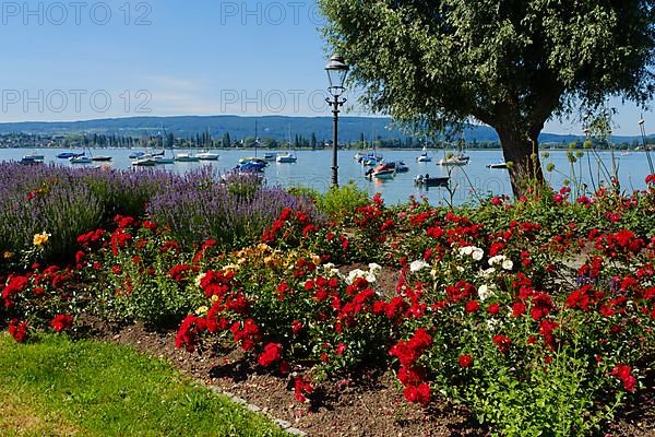 Blooming roses on the shore of Lake Constance, Allensbach
