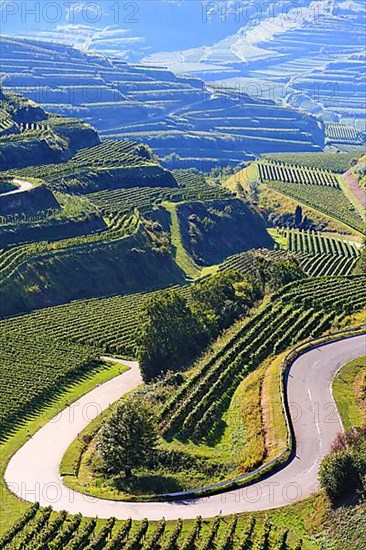 Winegrowing in the Kaiserstuhl with a view of the Texas Pass. Vogtsburg, Kaiserstuhl