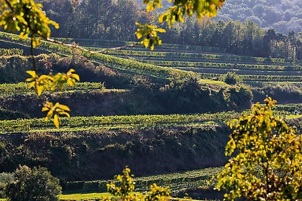 Winegrowing in the Kaiserstuhl. Wine terraces without end. Vogtsburg, Kaiserstuhl