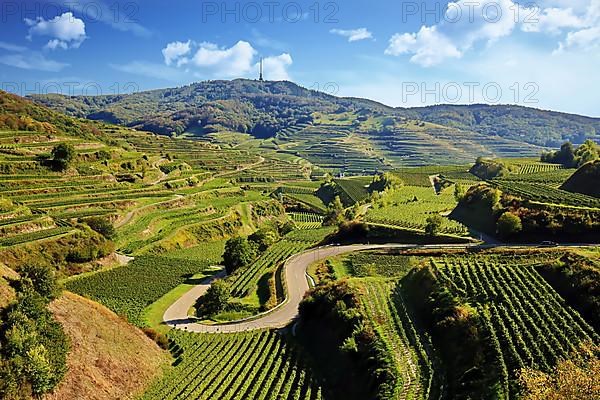 Winegrowing in the Kaiserstuhl with a view of the Texas Pass. Vogtsburg, Kaiserstuhl