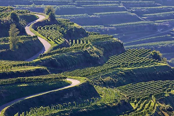 Winegrowing in the Kaiserstuhl. Wine terraces without end. Vogtsburg, Kaiserstuhl