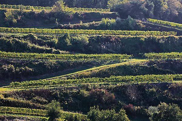 Winegrowing in the Kaiserstuhl. Wine terraces without end. Vogtsburg, Kaiserstuhl