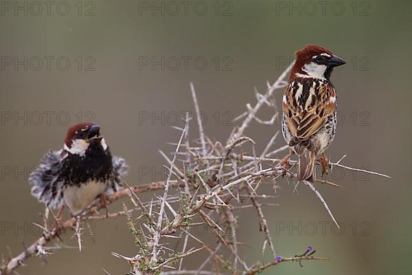 Spanish sparrow,