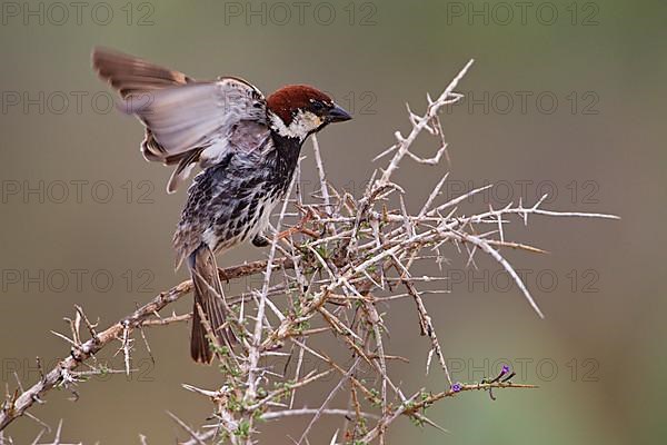 Spanish sparrow,