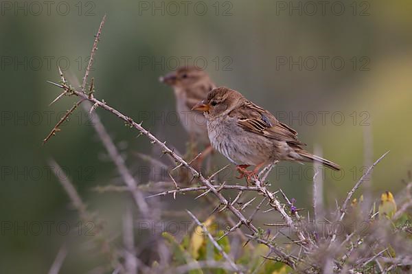 Spanish sparrow,