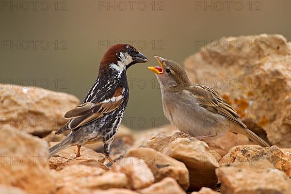 Spanish sparrow,