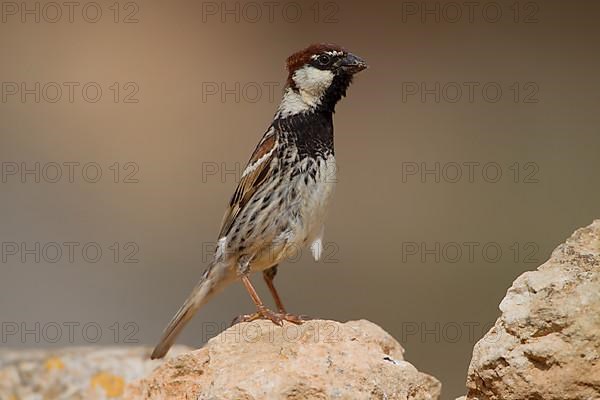 Spanish sparrow,