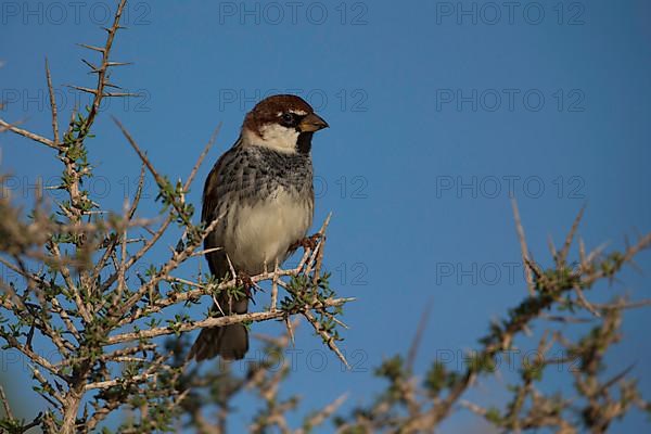 Spanish sparrow,