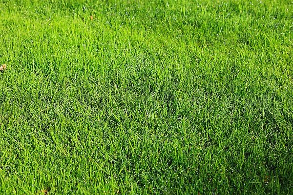 Meadow, grass