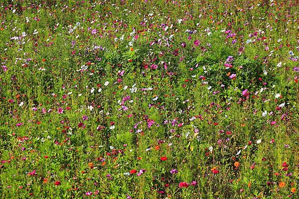 Flower meadow, biotope meadow