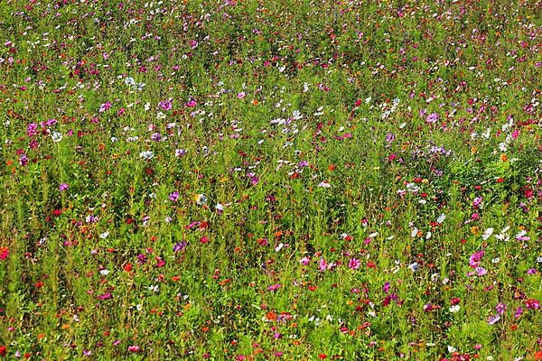 Flower meadow, biotope meadow