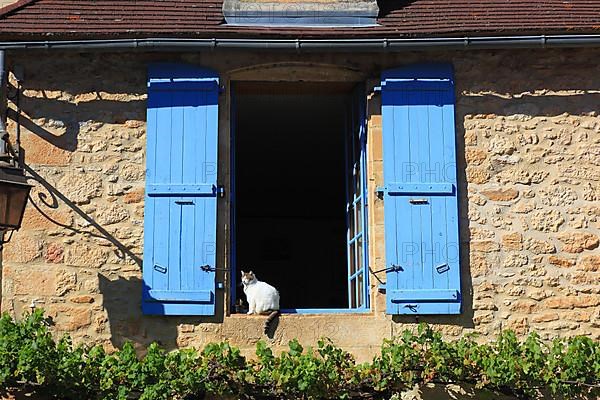 Cat sitting in an open window with blue shutters, Montignac-Lascaux