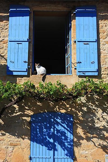 Cat sitting in an open window with blue shutters, Montignac-Lascaux