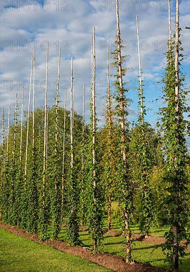 Field of hops,