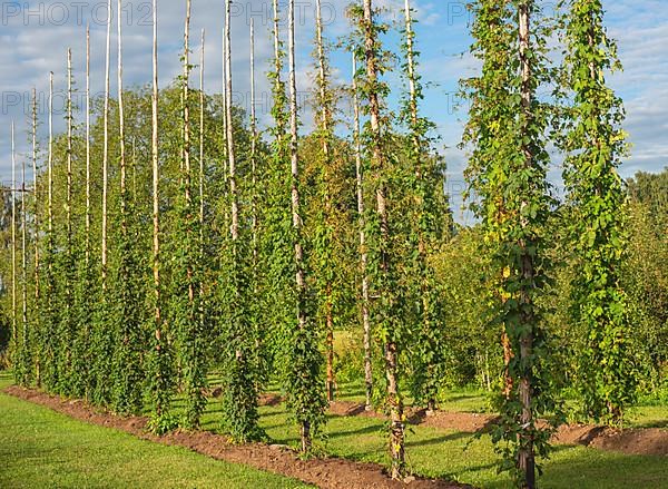 Field of hops,