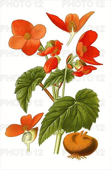 Tuberous begonia Hybrid, Begonia x tuberhybrida. Tuberous begonia