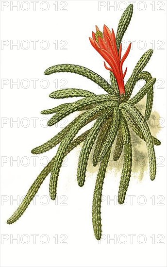 Flagelliformis, Disocactus flagelliformis