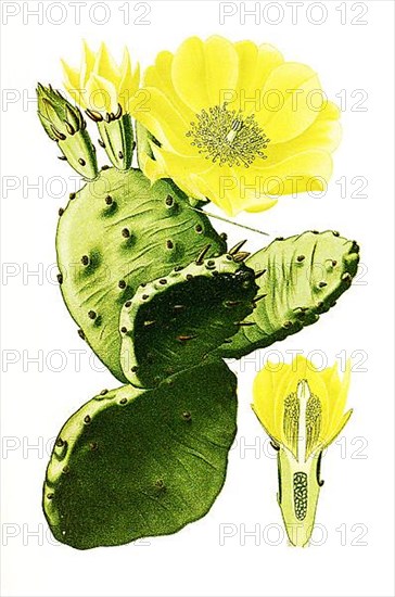 Vulgaris, Indian fig opuntia