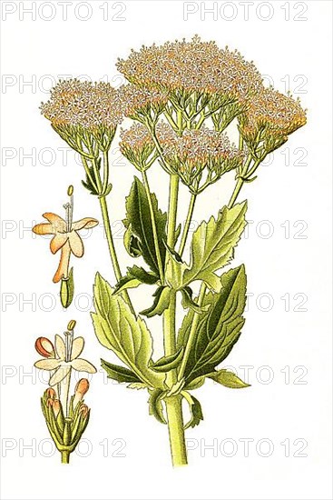 Centranthus macrosiphon, Large Spur Valerian