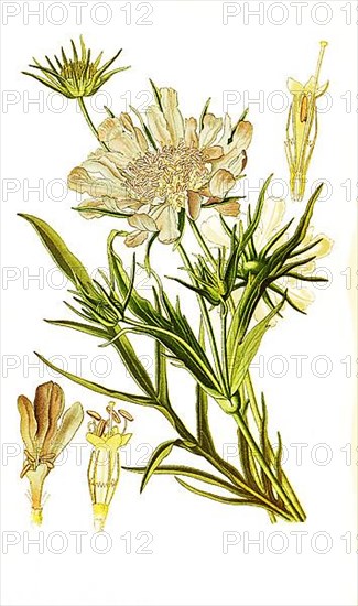 Caucasica, Caucasian scabious.