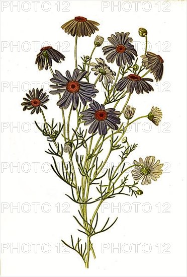 Brachycome iberidifolia, Swan river daisy. Blue daisy