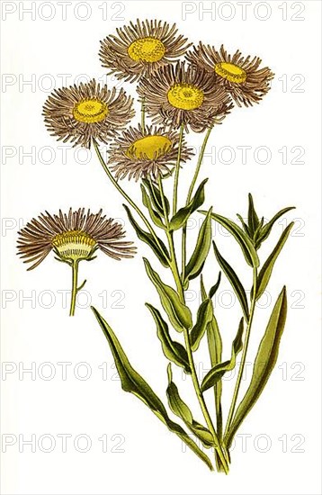 Erigeron speciosum, Showy fleabane