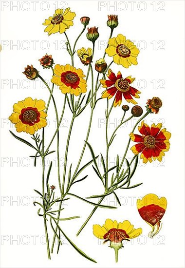 Coreopsis tinctoria, Plains coreopsis