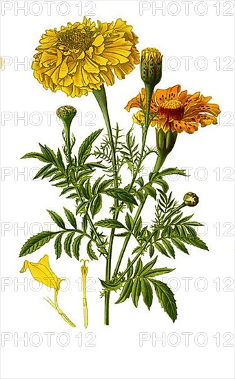 Tagetes erectan Marigold. Tagetes, student flower