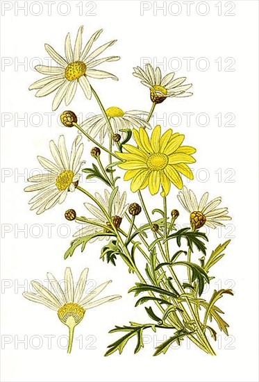 Marguerite,