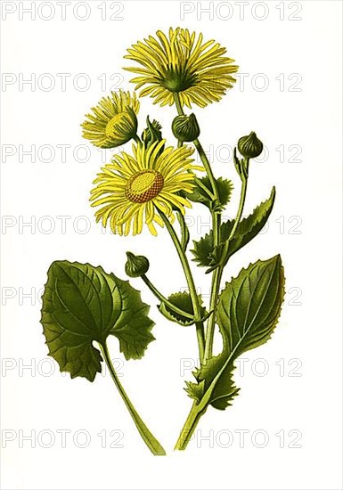 Caucasicum, Caucasian Leopards Bane. Heart-leaved leopard's bane