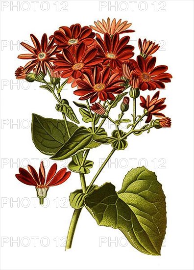 Senecio cruentus, Cineraria