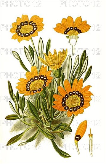 Gazania splendens, treasure flower