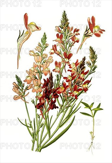 Bipartita, Purple toadflax