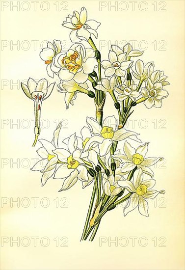 Tazetta, Polyanthus