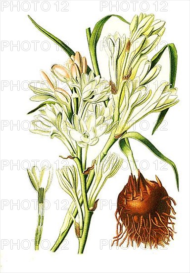 Polianthes tuberosa, Tuberose. Joseph's Rod