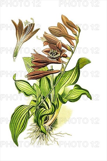 Ovata, Plantain Lily