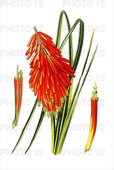 Kniphofia aloides, Kniphofia uvaria