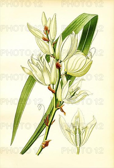 Yucca filamentosa, Silk Grass. Feralds Yucca