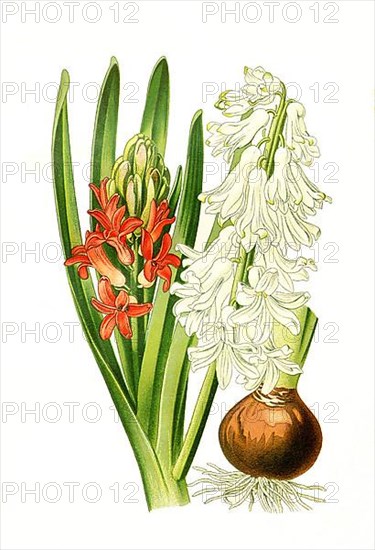 Garden Hyacinth,