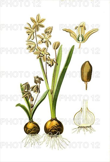 Scilla sibirica, Siberian squill