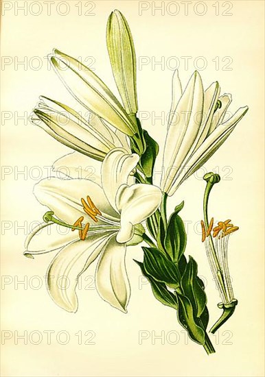 White or St. Josephs Lily, Madonna lily