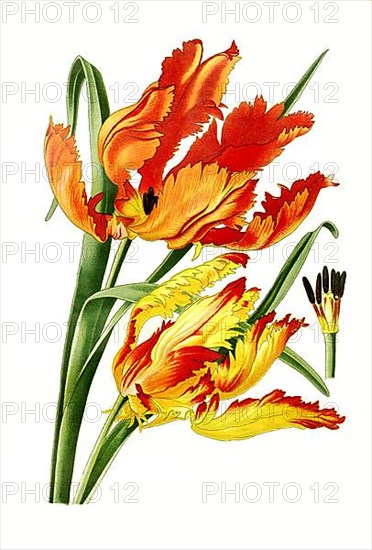 Parrot Tulip,