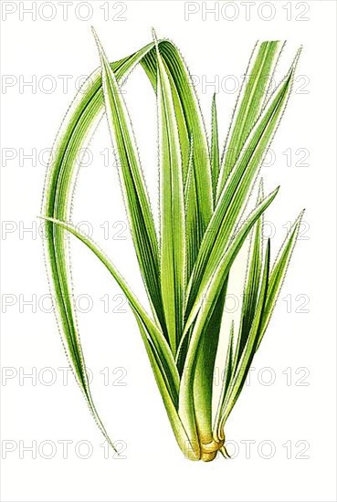 Pandanus veitchi, Veitchs Screw-Pine