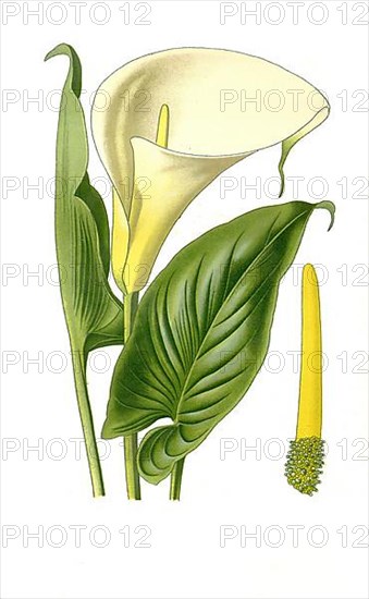 Zantedeschia,