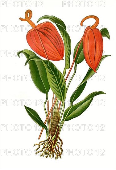 Anthurium scherzerianum, Flamingo flower. Flamingo flower