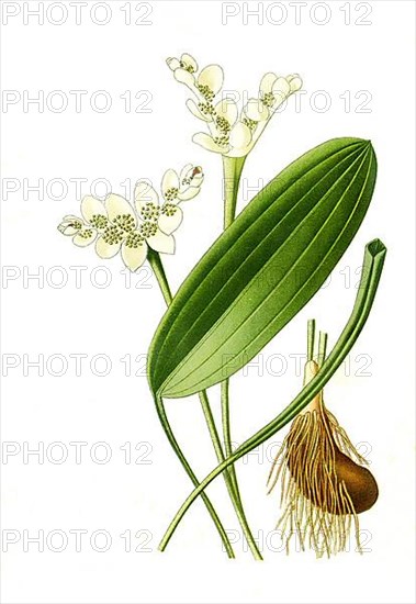 Aponogeton distachyum, Aponogeton distachyos