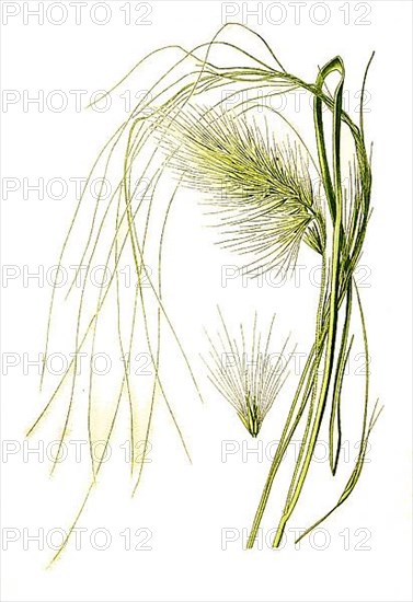 Pennisetum longistylum, Feather Grass