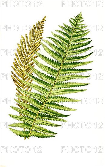 Onoclea germanica, Ostrich Fern. Ostrich fern