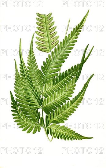 Pteris quadriaurita var argyraea, fern. Fern